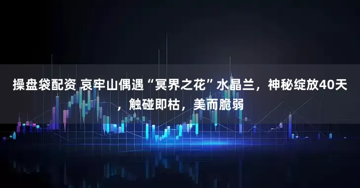 操盘袋配资 哀牢山偶遇“冥界之花”水晶兰，神秘绽放40天，触碰即枯，美而脆弱